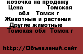 козочка на продажу › Цена ­ 6 000 - Томская обл., Томск г. Животные и растения » Другие животные   . Томская обл.,Томск г.